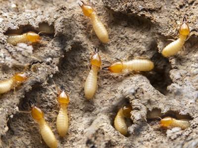 Termite